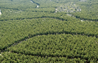 地域生態系に配慮した植林 画像